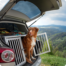 dog in trunk of car